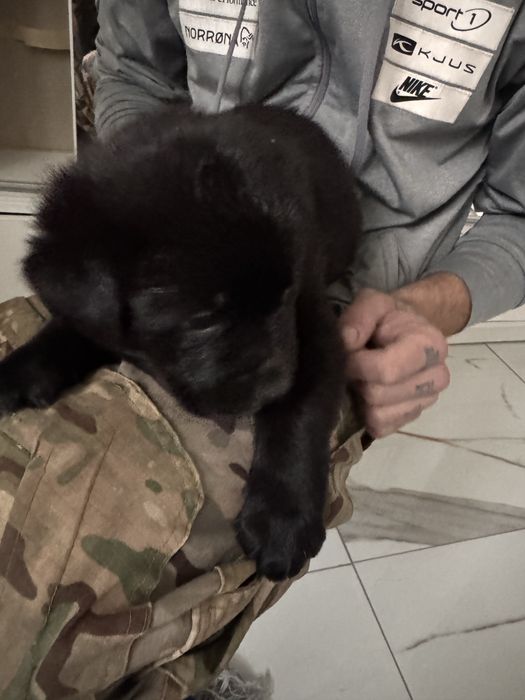 Do oddania szczeniaki labradora