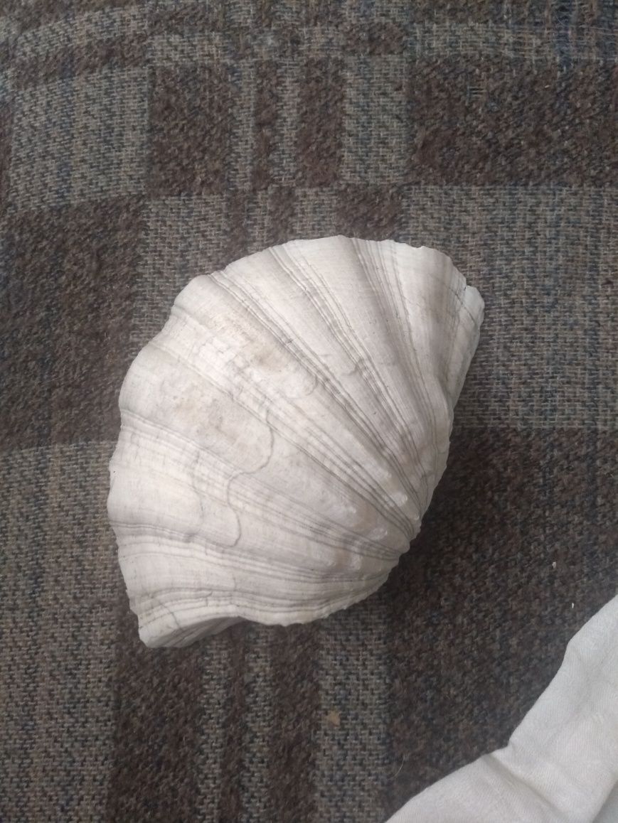 Muszla oceaniczna perłopław, przydacznia olbrzymia