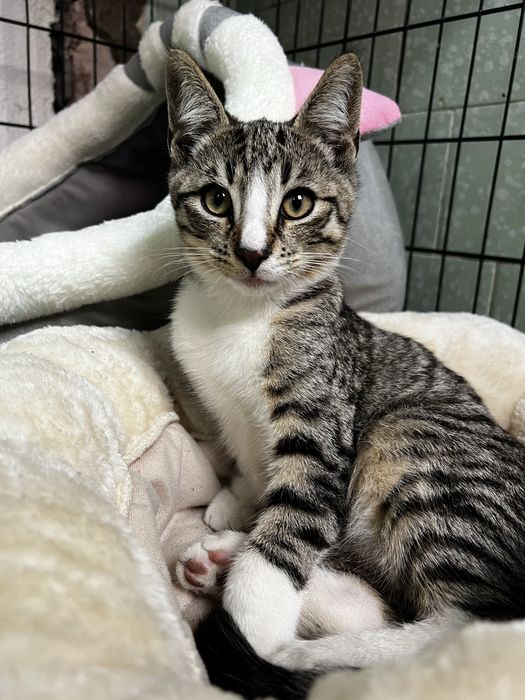 Kocurek do adopcji