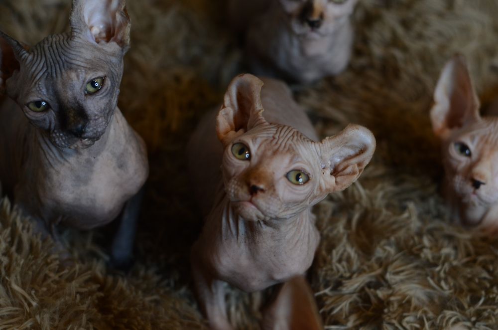 Канадский сфинкс. Эльф