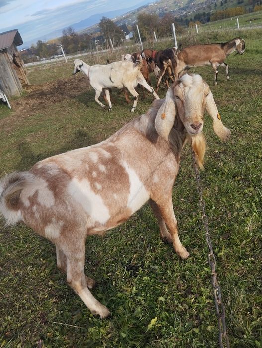 Sprzedam Capa 100% anglonubijski