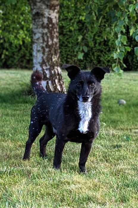 Chojrak - maluch czarny w białe kropki ! do pilnej adopcji !