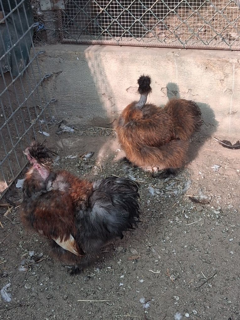 Aves de 2025 anilhados