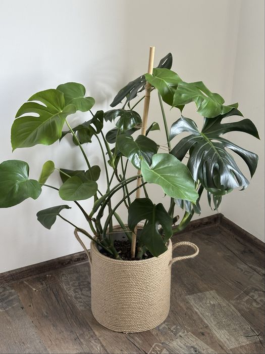 Монстера Деликатесная