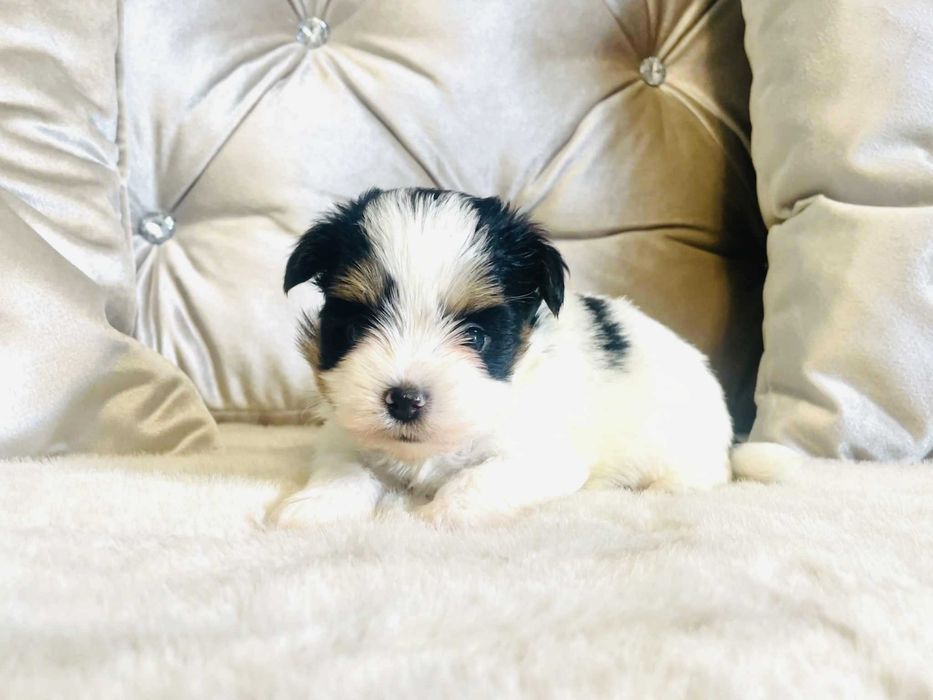 York Biewer prześliczny chłopczyk. Bardzo Piękny. Luxusowy.