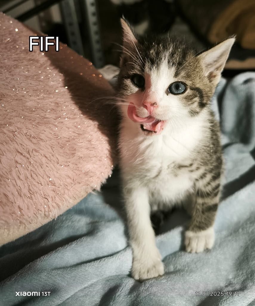 Kocurek do adopcji