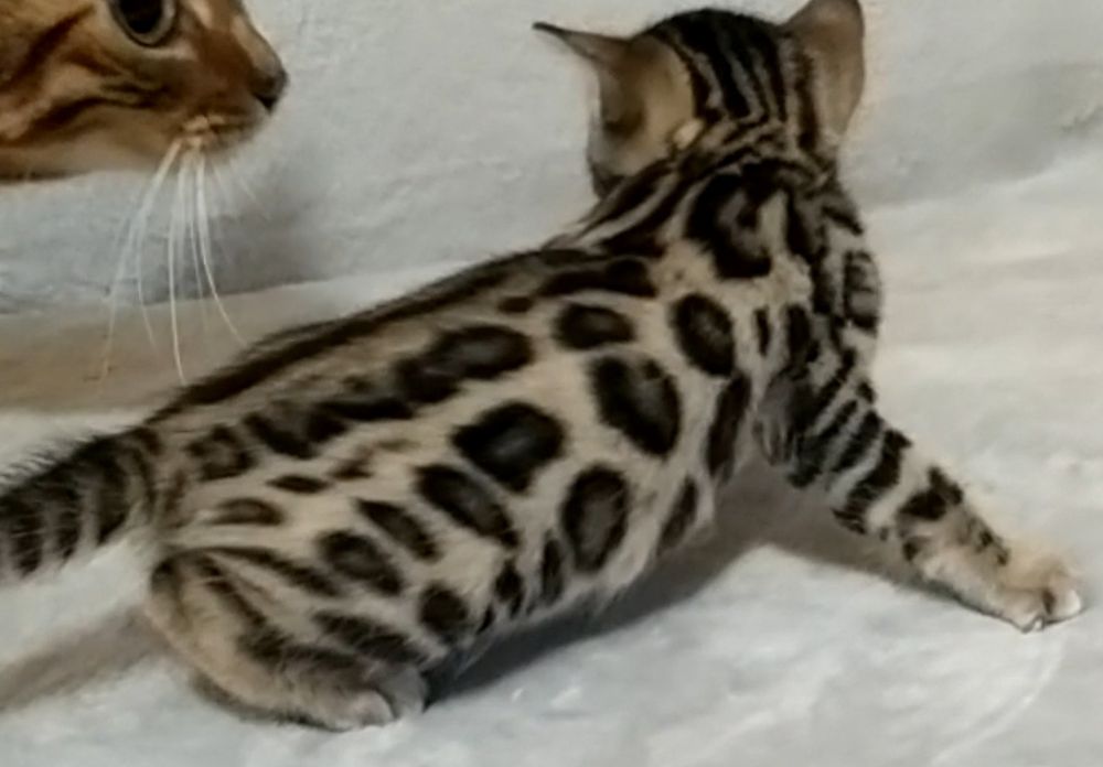 Вязка бенгальского кота