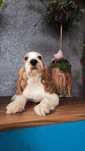 Cocker spaniel angielski