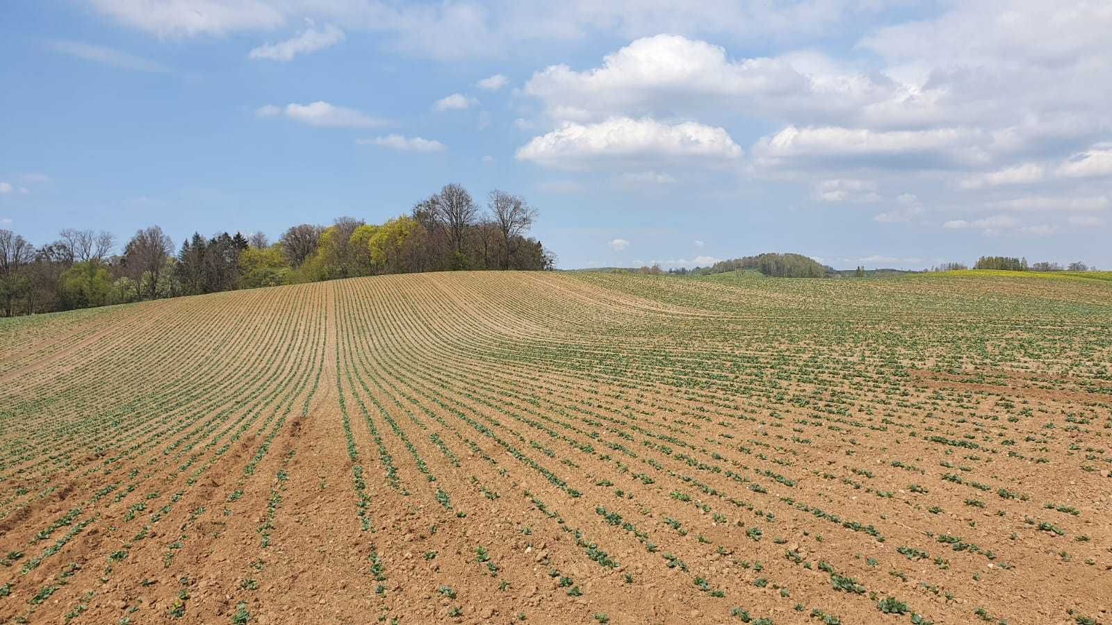 Siew pasowy strip-till, uprawa pasowa, uprawa uproszczona.