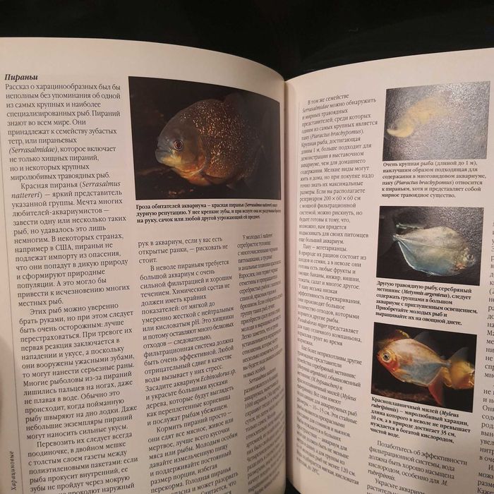 Аквариумные рыбки