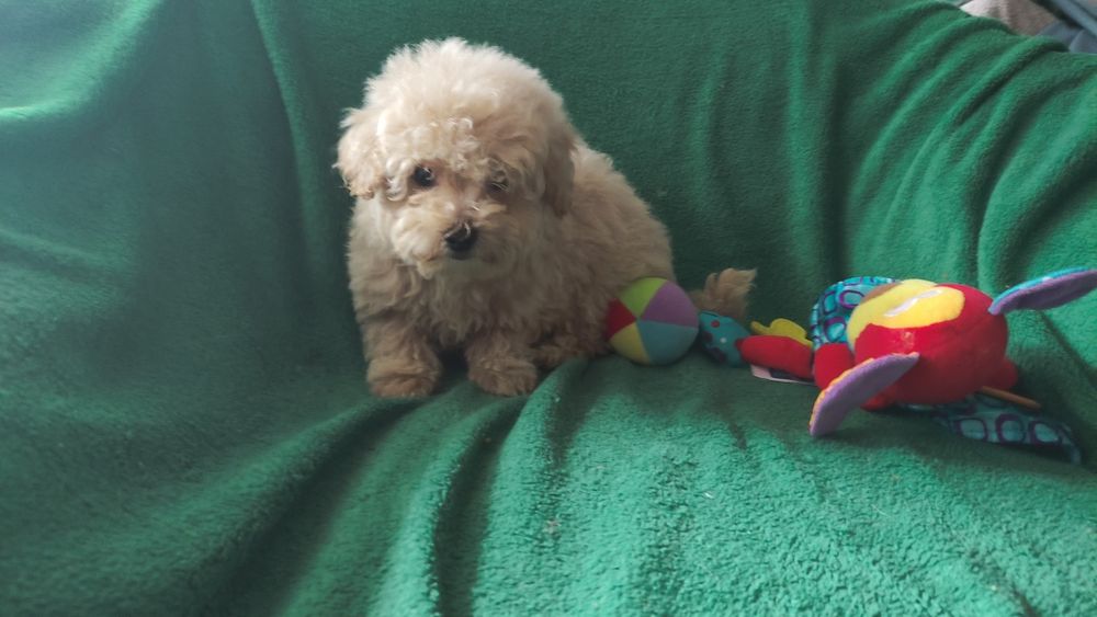 Maltipoo suczka Warszawa maltańczyk pudel
