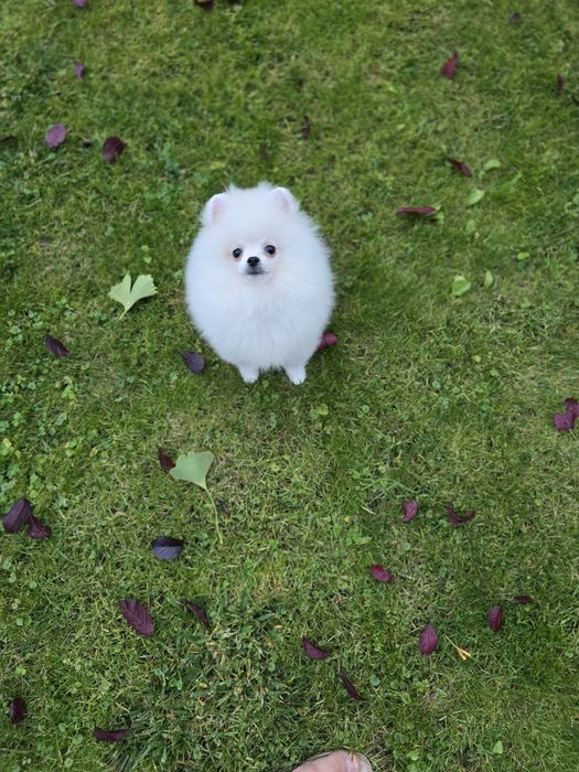 Malenki bialy piesek pomeranian FCI