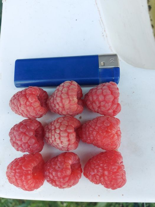 Sadzonki maliny pokusa