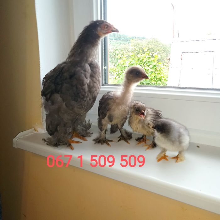 Кури Брама окрасою палева, чорна, куріпчаста та голуба яйця інкубацій