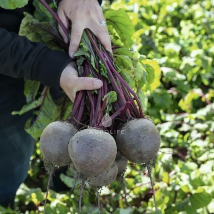 Буряк столовий ( великий)