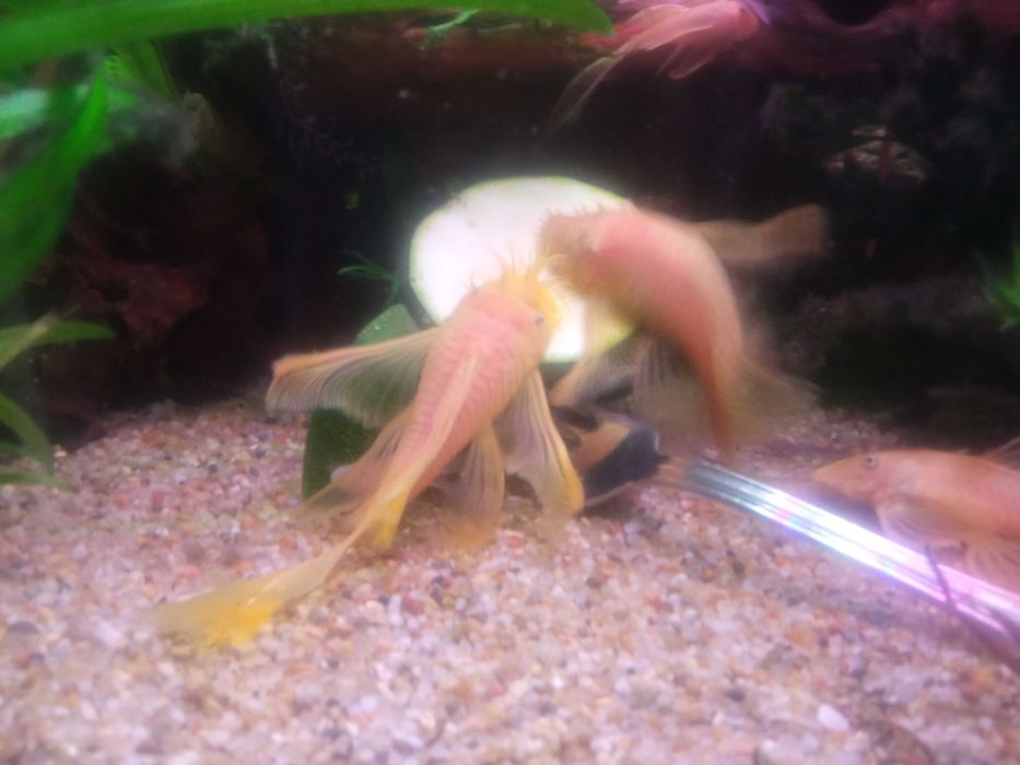 Ancistrus L-144.Para zbrojnikow glonojadow weloniastych