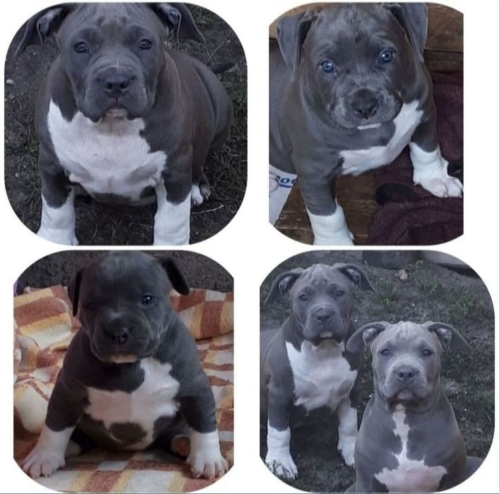 Amstaff bardzo  mocny ,przebadany jedyny taki !