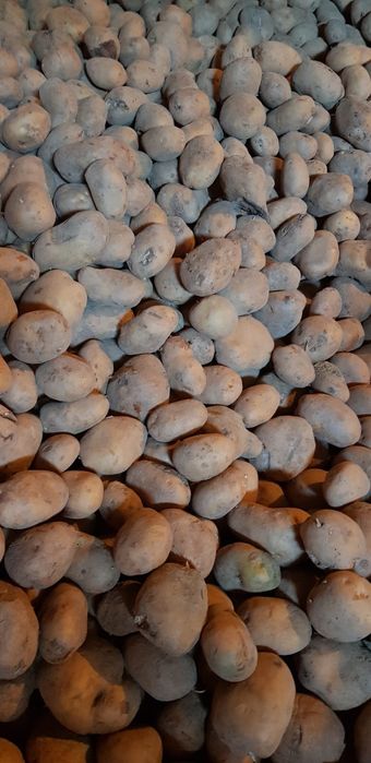 Ziemniaki  tegoroczne Tajfun Soraja