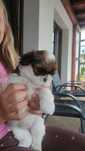 Shih tzu suczka szczenię