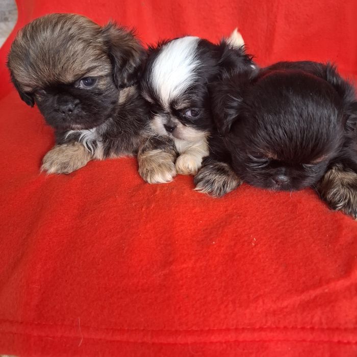 Pekińczyk rodowód + wyprawka