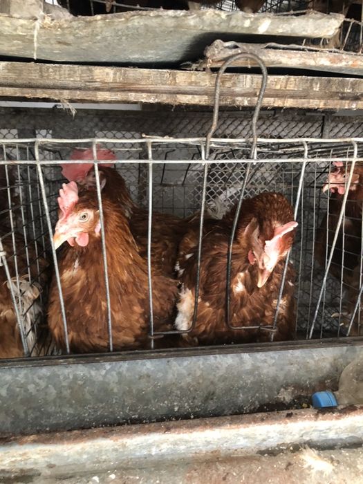 Курочки ломон браун