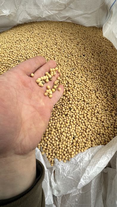 Соя КАНЗАС посівматеріал KANZAS