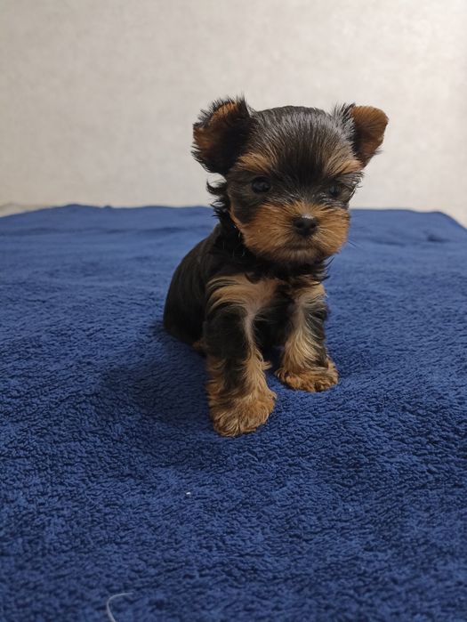 Йоркширські тер'єри родовід КСУ