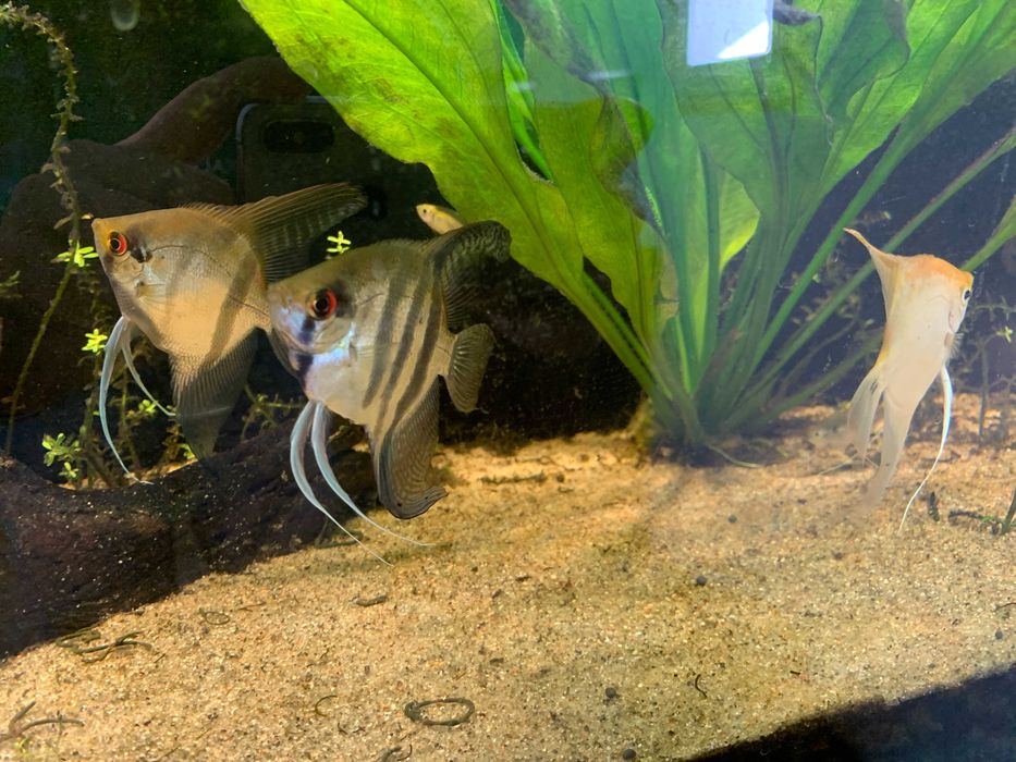 Conjunto de 3 Escalares (Angel Fish) Troco ou Vendo