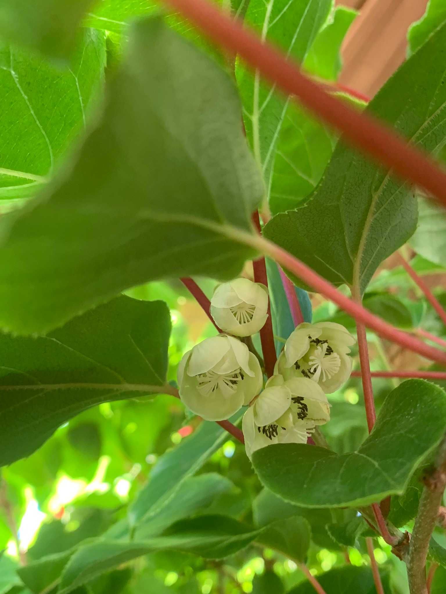Sadzonki SAMOPYLNE mini kiwi - duże rośliny