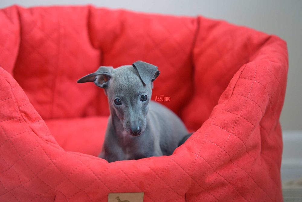 Charcik włoski ZKwP(FCI) OLLI