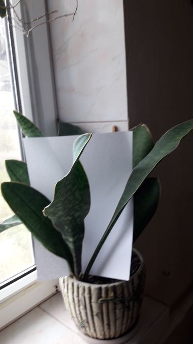 Сансевиерия муншайн сильвер мун, аубрутиана