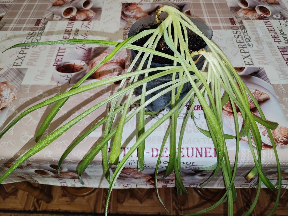 Продам комнатное растение Хлорофитум