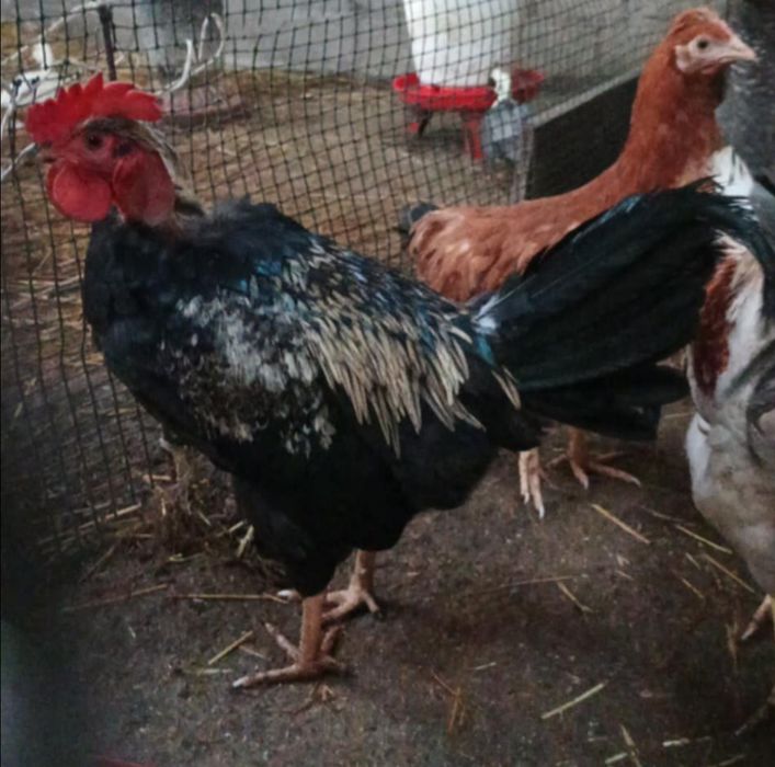 Sprzedam gołoszyjki kolorowe