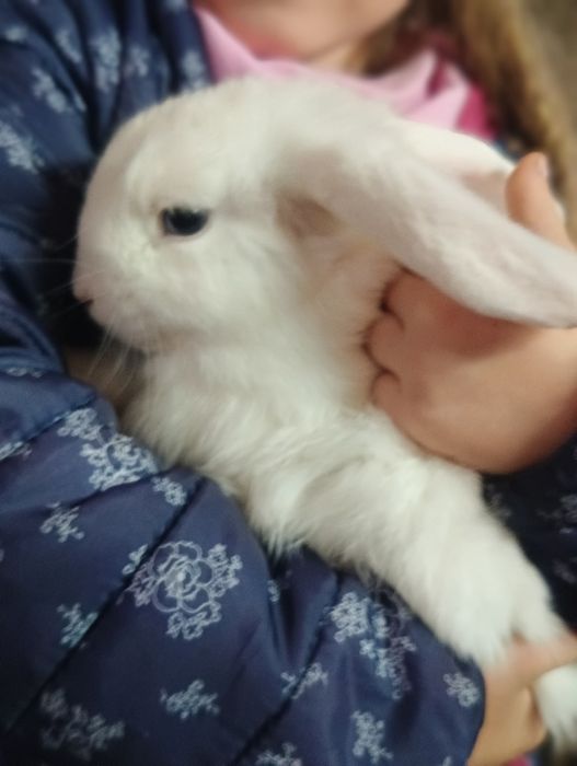 Króliki mini lop białe