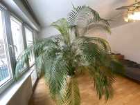 Palma Areca PRZEOGROMNA WYS. 215 SZER. 240