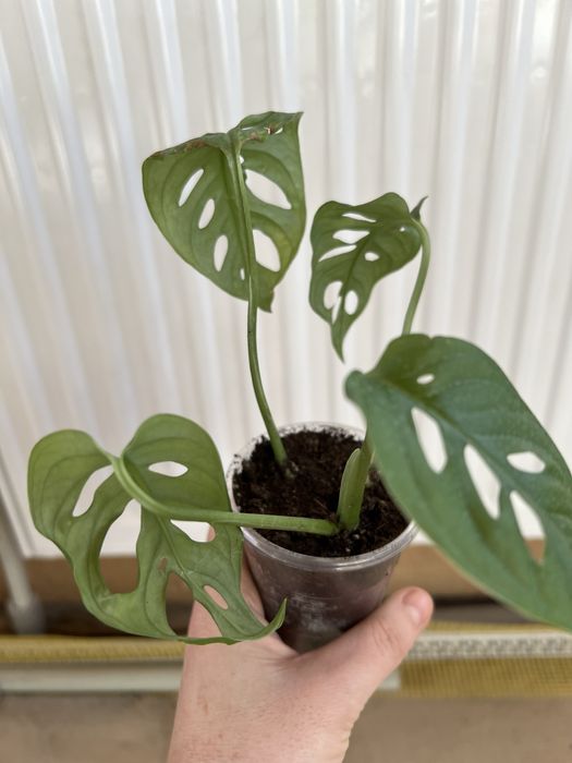 Монстера Адансона