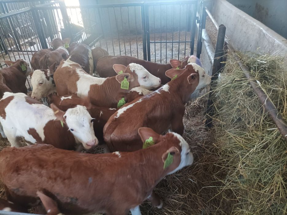 Byczki jałówki mięsne  simentale cielęta opasowe