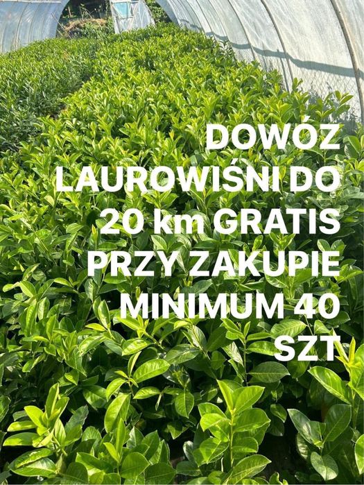 Laurowisnia Novita