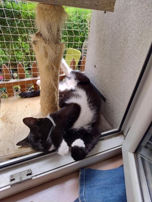 Młodziutki kotek Teofil szuka domku