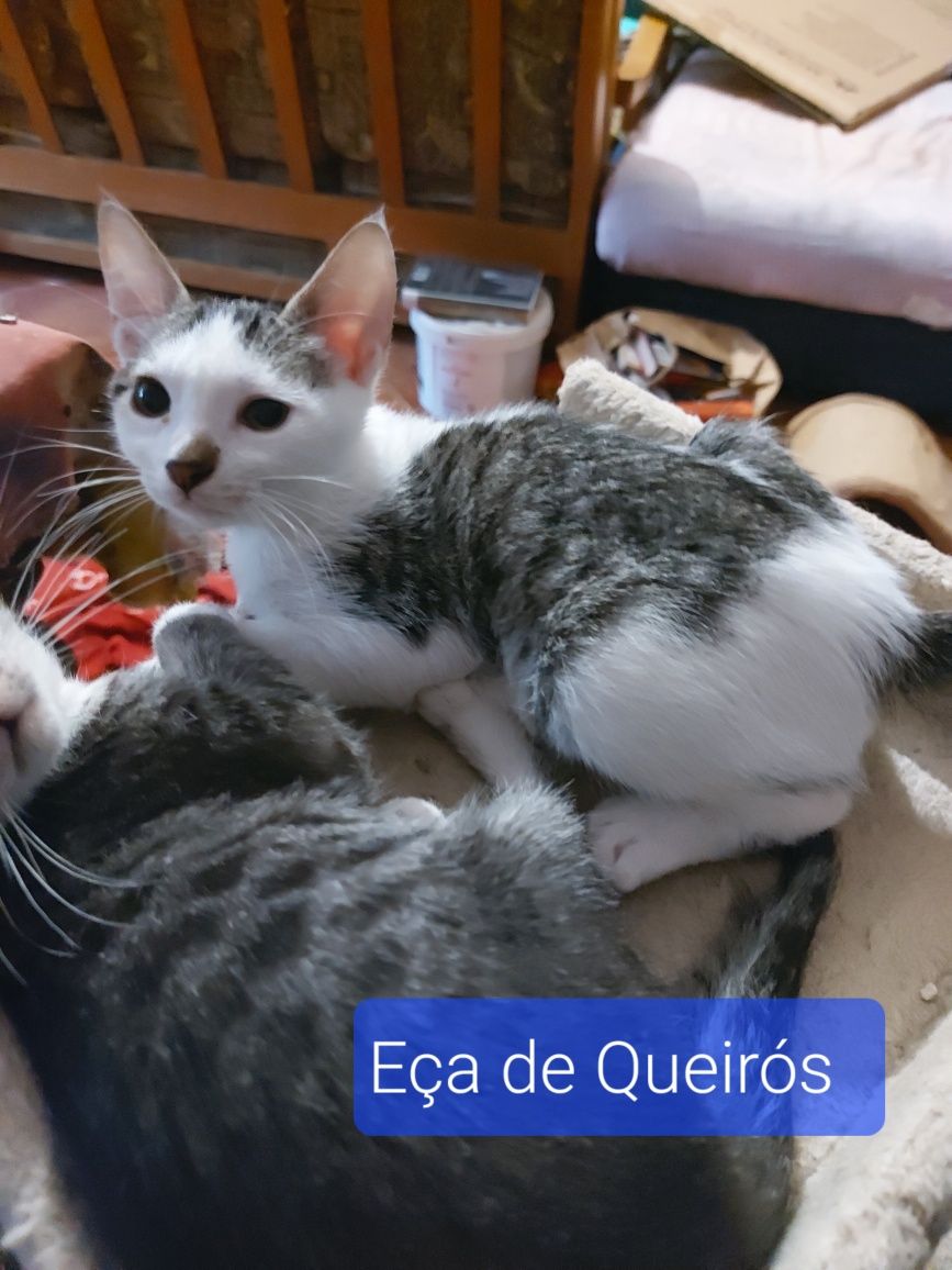 Gatinhos bebés para adoção