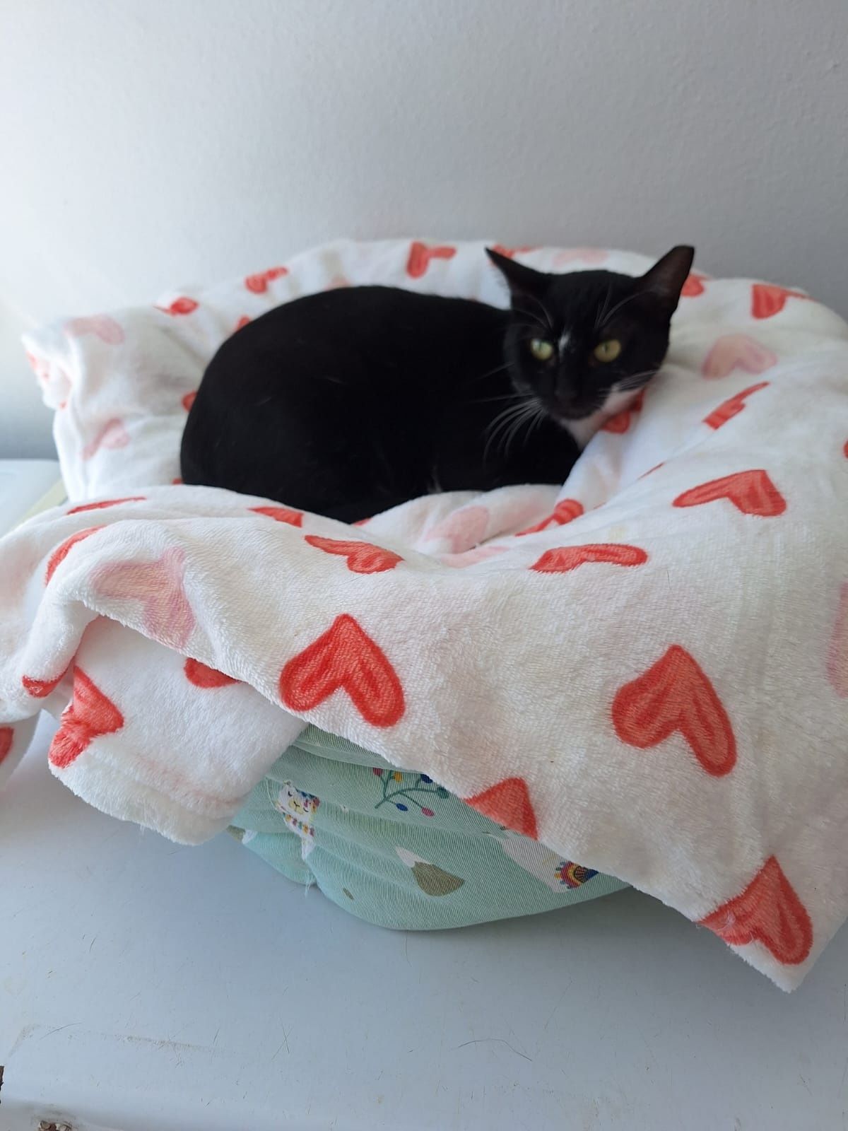 Gatinha esterilizada para adoção