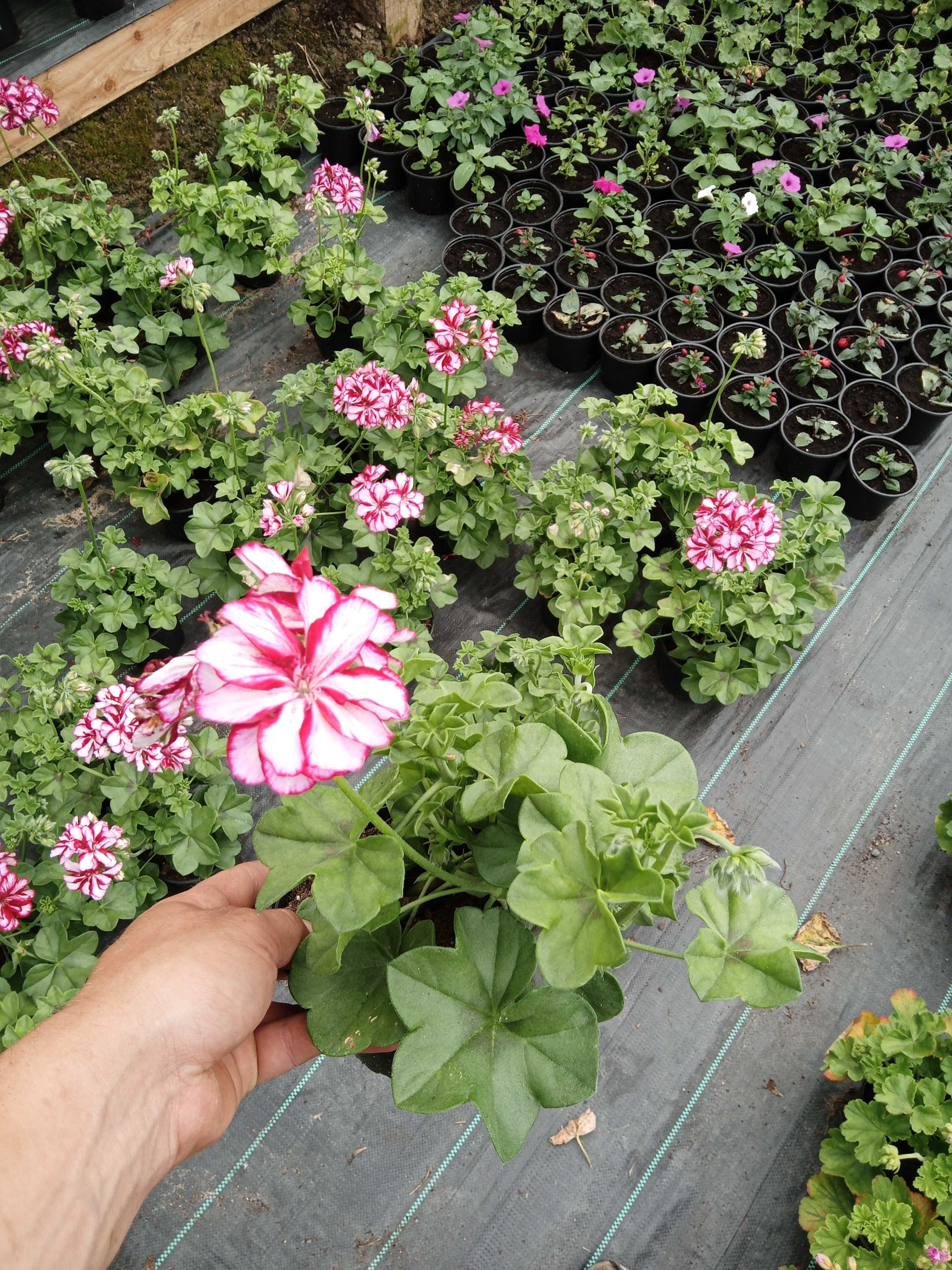 Kwiaty doniczkowe balkonowe petunia surfinia pelargonia fuchsia