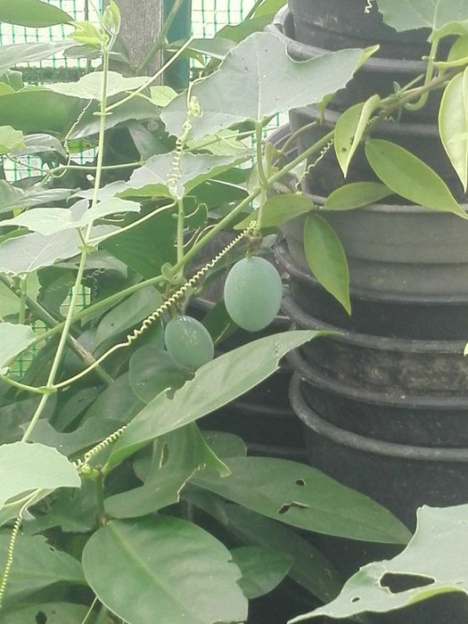 Variedade de maracujá rara e outras variedades de plantas tropicais.