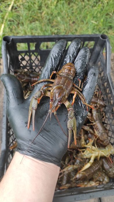 Живі раки в наявності