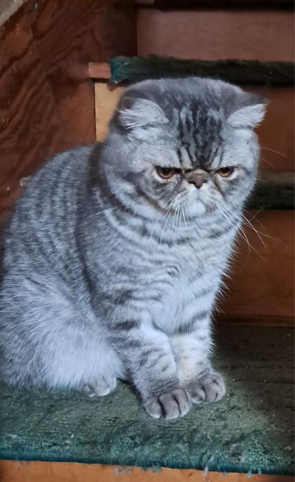Kocurek egzotyczny 8 miesięczny,  Warszawa