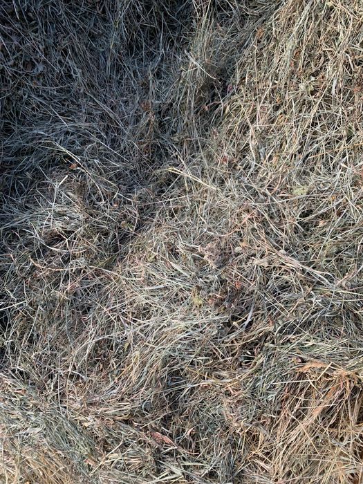 Продам сіно , 2025 р