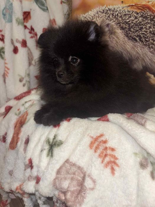 Szpic Miniaturowy Pomeranian Czarna sunia