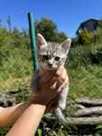 Британець котик кошеня