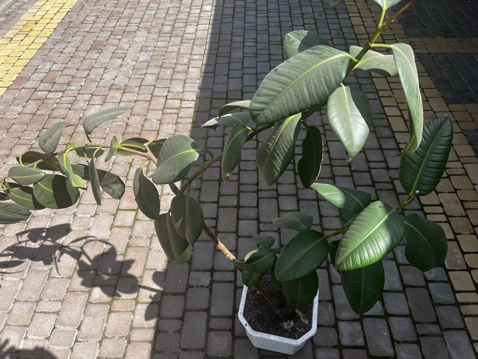 Вазон ФІКУС (400грн)