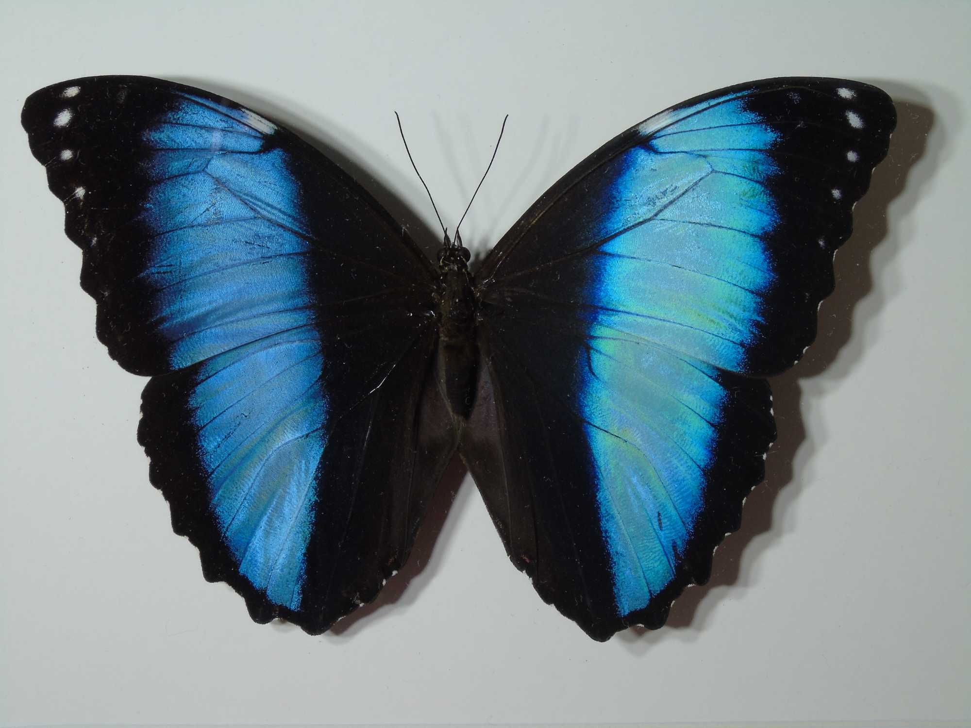 Motyl w ramce / gablotce 27 x 22 cm . Morpho achilles / helenor 140 mm